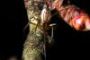 Neriene peltata